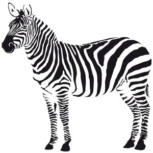 Zebra Wandtattoo