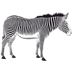 Zebra Zoo Wandtattoo