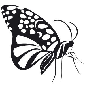 Schmetterling Papillon Wandtattoo
