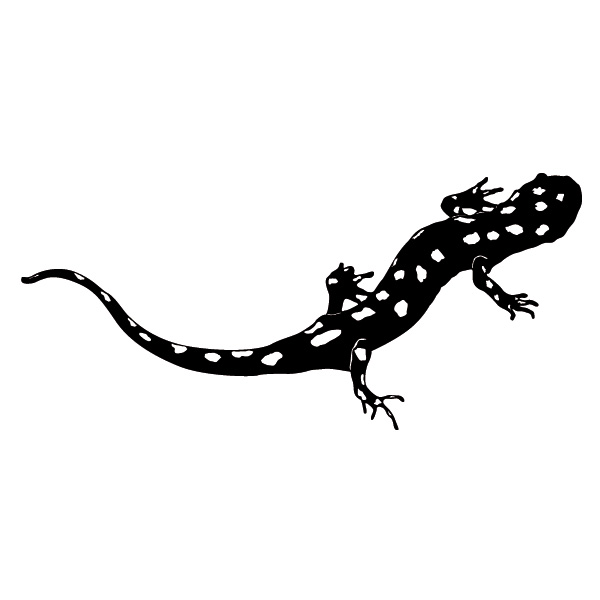 Salamander W17 Eidechse Gekko Wandtattoo Gecko