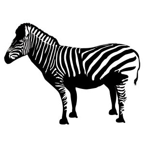 Zebra untersetzt Wandtattoo