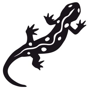 Salamander mit durchgezogener Linie Wadeco Wandtattoo