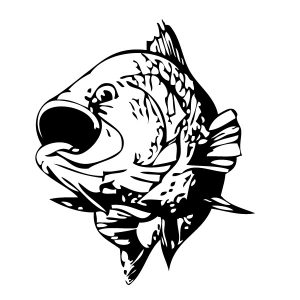 Karpfen Fisch Cyprinus 2 Wadeco Wandtattoo