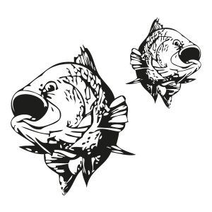 Karpfen Fische Cyprinus Wadeco Wandtattoo